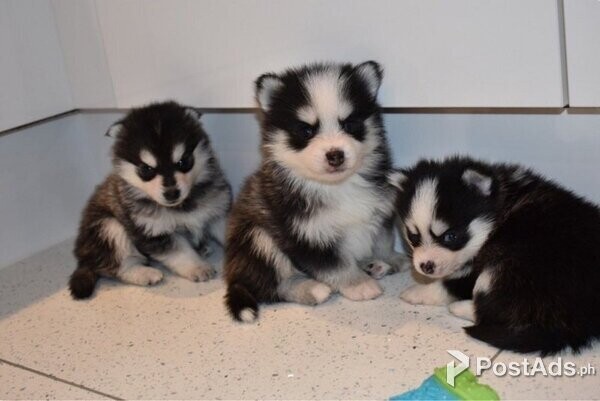 BEAUTIFUL AND LOVELY MALE AND FEMALE SIBERIAN HUSK PUPPIES 