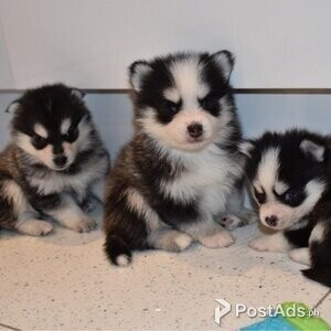 BEAUTIFUL AND LOVELY MALE AND FEMALE SIBERIAN HUSK PUPPIES | PostAds PH