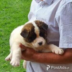 Sweet Playful Excellent Purebred Akita Puppies | PostAds PH