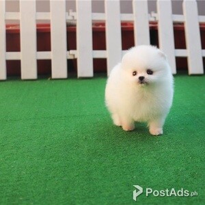 Beautiful Pomeranian's For Sale | PostAds PH