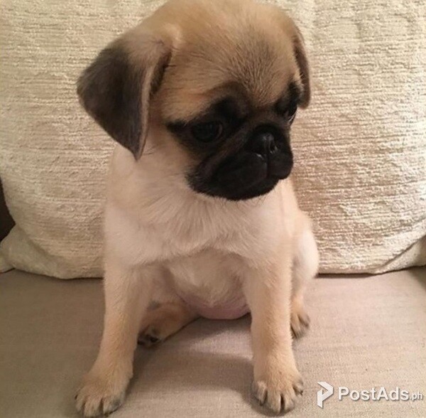 Pug babies for sale
