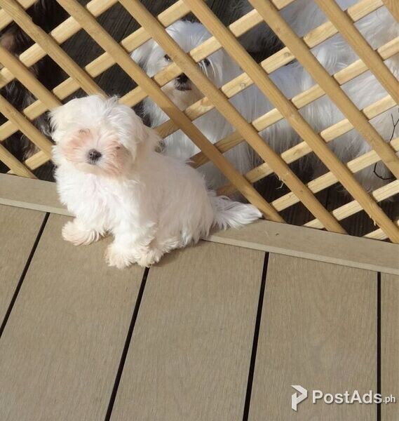 Beautiful Maltese Puppies For Sale