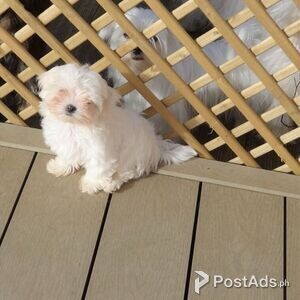 Beautiful Maltese Puppies For Sale | PostAds PH