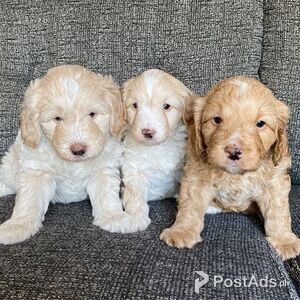 goldendoodles gorgeous for sale | PostAds PH