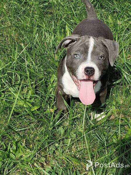 Pitbull puppies For Sale