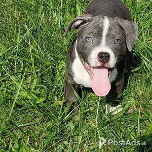 Pitbull puppies For Sale | PostAds PH