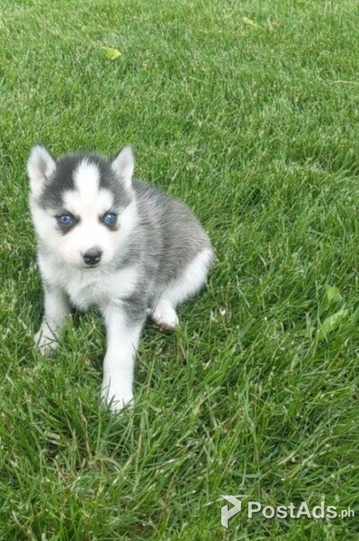 Pomsky Puppies for sale