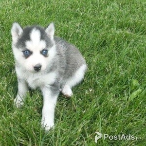 Pomsky Puppies for sale | PostAds PH
