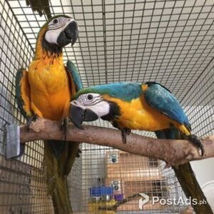 Adorable blue and Gold Macaw parrots for sale | PostAds PH
