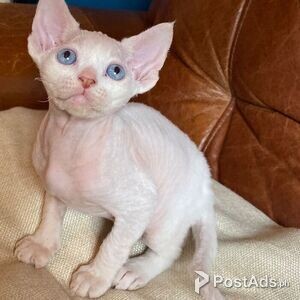 Sphynks kittens for sale | PostAds PH