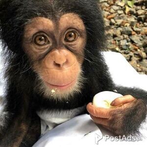 Chiimpanzee Moneys for sale | PostAds PH