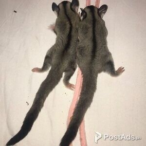 Sugar Gliders for sale | PostAds PH