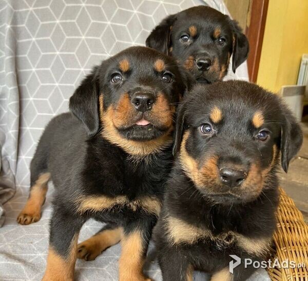 Rottweiler puppies for sale