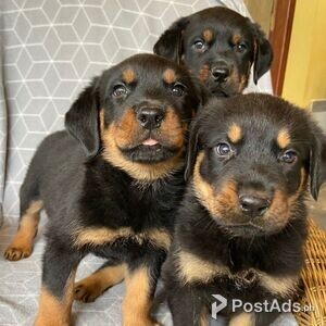 Rottweiler puppies for sale | PostAds PH
