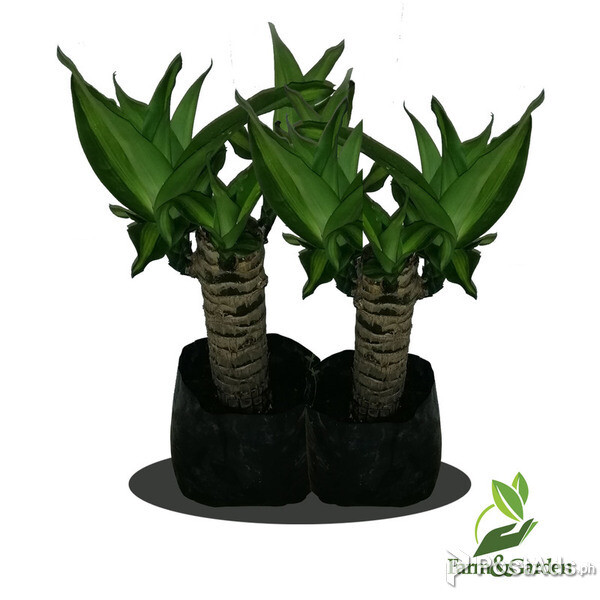 Fortune Plant Dracaena Sanderiana Seedling For Sale