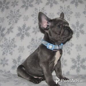 French Bulldogs Pups | PostAds PH