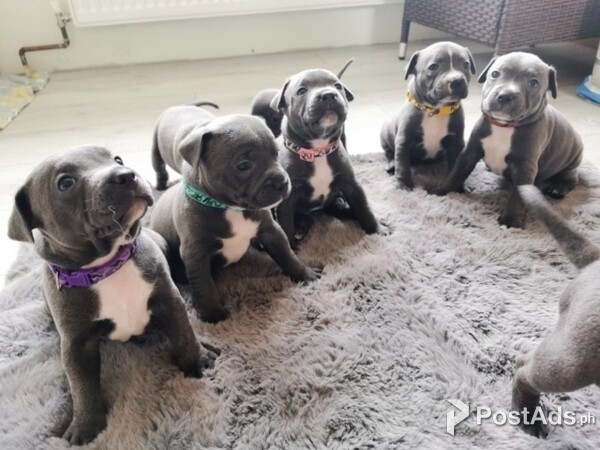 Stafforshair bull terrier puppies