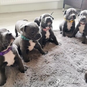 Stafforshair bull terrier puppies | PostAds PH