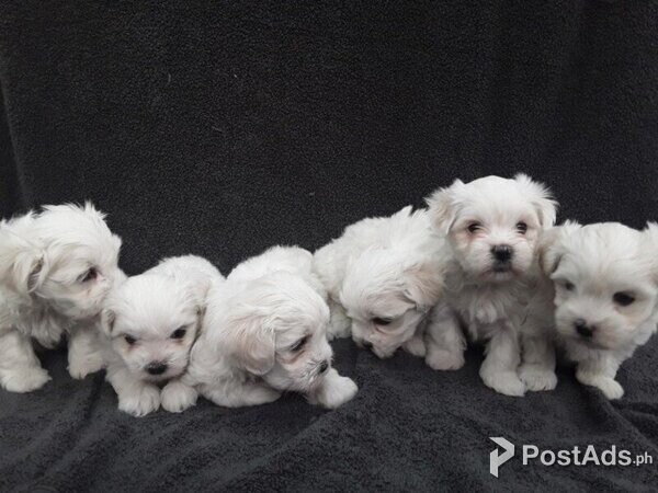 Maltese puppy