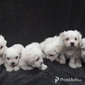 Maltese puppy | PostAds PH