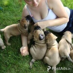 Beautiful Bullmastiff Puppies | PostAds PH