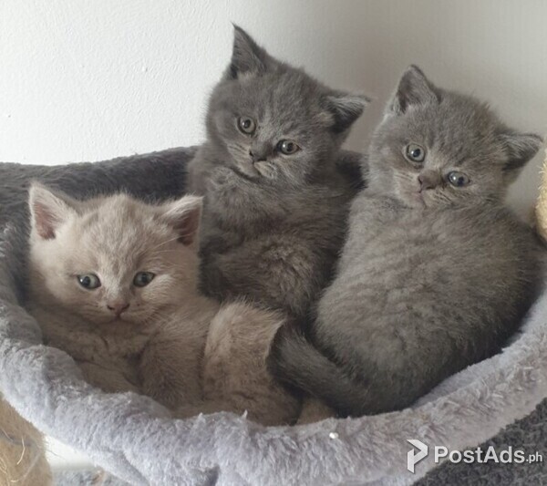 cute kittens needs caring homes