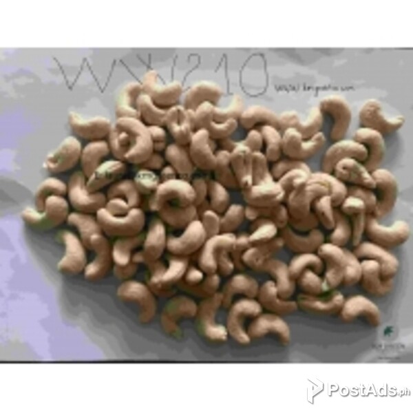 Vietnamese Cashew Nut Kernels ww210