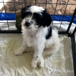 Tibetan Puppies,. | PostAds PH