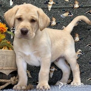 Labrador Retreiver puppies., | PostAds PH