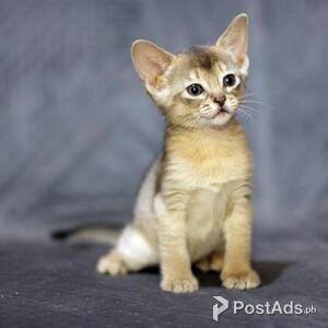 Abyssinian Kittens For adoption ,.. | PostAds PH