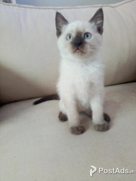 Tonkinese kittens for adoption 