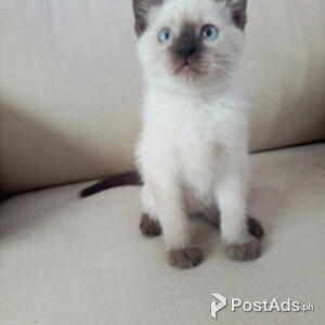 Tonkinese kittens for adoption | PostAds PH