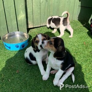 Beagle Puppies Available | PostAds PH