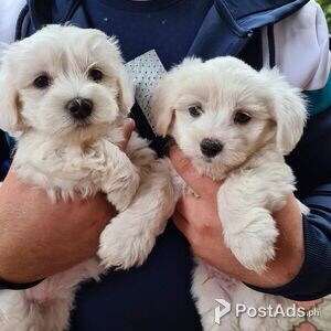 Adorable outstanding Maltese puppies | PostAds PH
