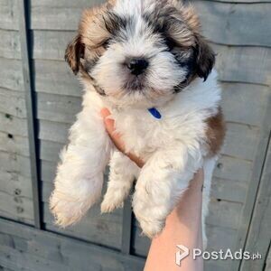 Gorgeous shih tzu puppies all ready | PostAds PH