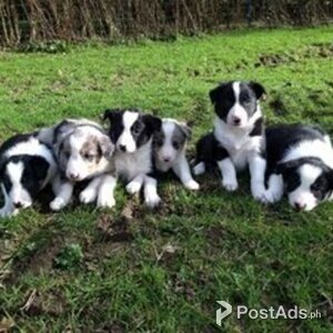 Border Collie Puppies | PostAds PH