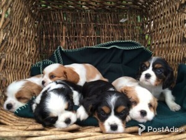 Cavalier King Charles Puppies
