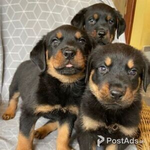Purebred Rottweiler puppies for sale | PostAds PH