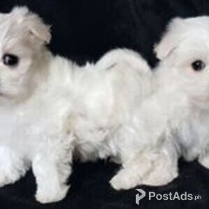 Teacup Maltese Puppies | PostAds PH