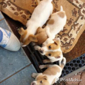 Jack Russells Puppies | PostAds PH