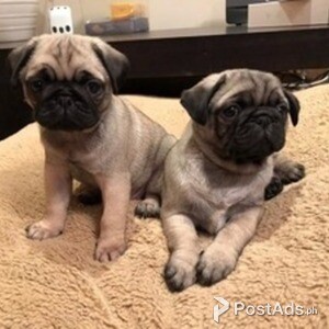 Gorgeous Pug Puppies Ready Now | PostAds PH