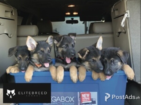 German Shepherd Puppies