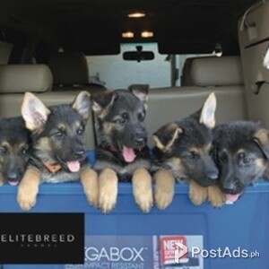 German Shepherd Puppies | PostAds PH