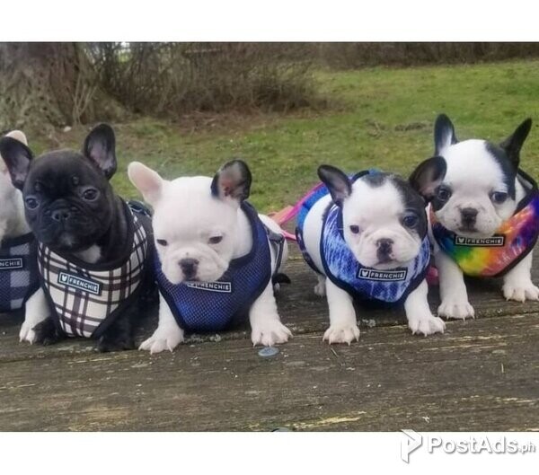 Stunning French Bulldogs