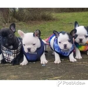 Stunning French Bulldogs | PostAds PH