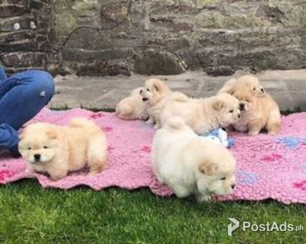 Chow Chow Puppies