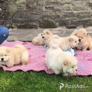 Chow Chow Puppies | PostAds PH