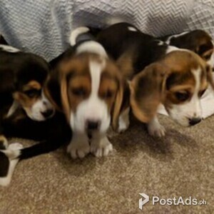 Beagle Puppies | PostAds PH