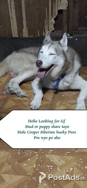 Stud Service Siberian husky
