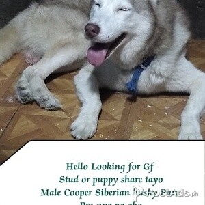 Stud Service Siberian husky | PostAds PH